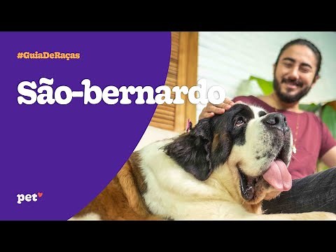 Guia de raças | São-Bernardo