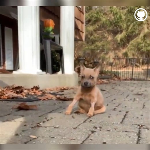 The Crippled Baby's Tears Broke Your Heart #rescue #dog #animals #animalrescue | Animal Rescuers United