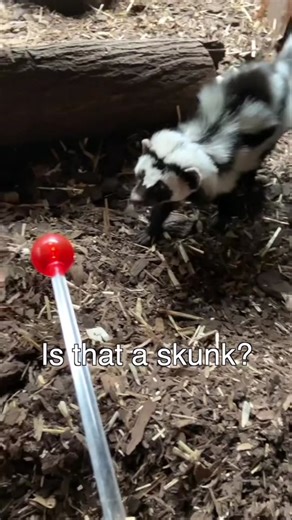 Striped Polecat: The Ultimate Defense Mechanism Revealed