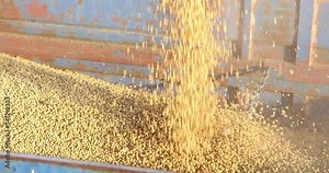 Combine harvester transferring freshly harvested soybean to tractor-trailer for transport, slow motion, beautiful sunny autumn day