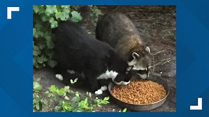 Watch | This cat and raccoon are best friends and it's adorable 😍