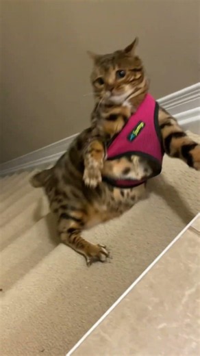 Cat’s first harness training didn’t go as planned