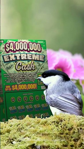 NEW Scratch Tickets! Over $529 MILLION In Total Prizes! | Mass State Lottery #shorts