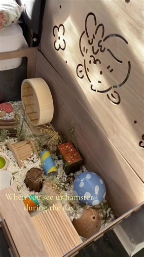 #hamster #room #cage #boyhamster #day | Hamsters