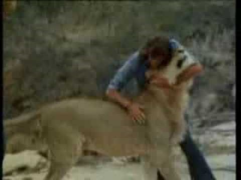 Christian the Lion Meets Old Owners Reunited