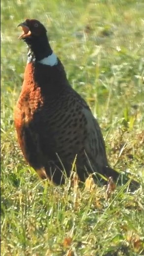 Fagiano comune nei prati di Angera. #nature #uccelli