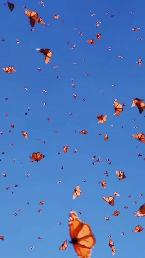 Butterflies live wallpaper 🦋 #wallpaperbackground #sky #wallpapervideo #butterflies🦋🦋🦋 #foryoupagе♡ #pinterestaesthetic #aestheticvideo