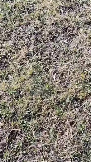 Understanding Dictatorship and Military Influence