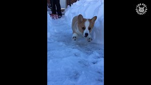 185K views · 7.1K reactions | It's almost the weekend! Here are 30 funny pet videos to hold you over: | The Pet Collective | Facebook