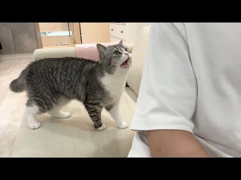 My cat was telling me something this morning, so I followed him and an unexpected turn of events ...