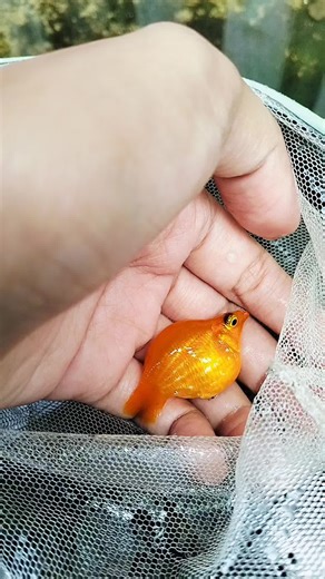 jeruk kalo di kasih nyawa 🍊 hhehee..gemoynya