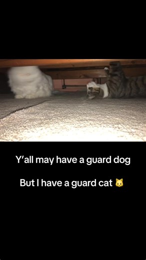 Meet the Ultimate Guard Cat: Funny Moments Revealed