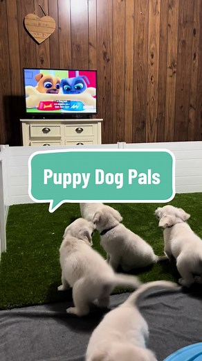 Here’s the full video of the pups watching Puppy Dog Pals. Grumpy is super excited as always #puppytiktok #fyp #goldenretrieverlife