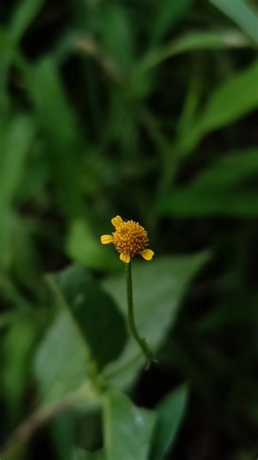 Mobile Photography Tricks 🔥| Creative Photography 🌼#nature #edit #photography #tipsandtricks #viral