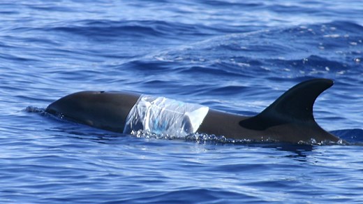 2.4M views · 257 reactions | There are over five trillion pieces of...