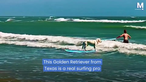 Pro surfer! Golden Retriever shows off surfing skills