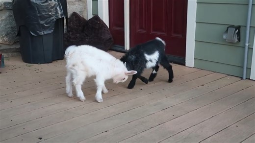Baby goat tried to jump and failed in the cutest way