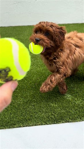 How to teach a puppy to fetch via trade method #dog #shorts