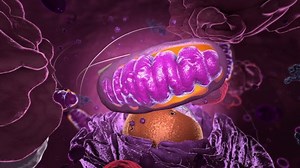 Organelles dentro de Eukaryote, foco en: video de stock (totalmente libre de regalías) 1071498736 | Shutterstock