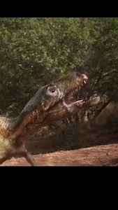 Allosaurus likely relied less on a single bone crushing bite and more on head and neck power to deliver repeated bites and tearing motions. Its serrated teeth were built for slicing flesh, and studies of theropod neck musculature support the idea that Allosaurus could make relatively fast, forceful head movements while feeding, even if its jaw bite force was lower than later tyrannosaurs. That combination fits a predator that could open large wounds and strip meat, including from very large prey