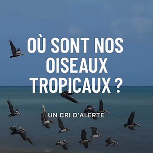 🌍 ALERTE BIODIVERSITÉ EN GUADELOUPE ! Le constat est alarmant : en Guadeloupe, les oiseaux tropicaux disparaissent peu à peu. 🪶 Les chiffres parlent d’eux-mêmes : • Sur 295 espèces recensées, 18 % sont désormais menacées. • Certaines espèces autrefois abondantes, comme le pélican brun, ne nichent plus dans l’archipel. • Les colibris, symboles de nos jardins, voient leurs populations chuter de 20 à 40 %. 💔 Les causes sont multiples : • Changement climatique : pluies déréglées, chaleurs extrême