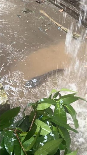 Me and the little one found a monster catfish during heavy rain #catfish #monstercatfish #finding...