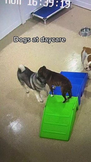 Meet our townies! #doggydaycare #dogs #cute #dogsofttiktok #fyp #dogproblems