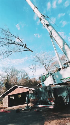 Tree Work in Pennsylvania: A Local Perspective