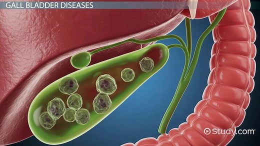 The Gall Bladder: Function & Usage