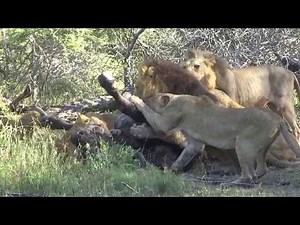 Pride of Lions takedown a Cape Buffalo