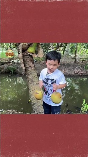 Ông cụ non 5 tuổi nhỏ mà có võ, 2 tay xách 2 trái dừa