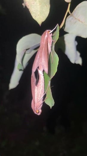 a pair of death’s head hawk moths