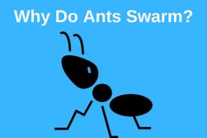 Why Are Ants Attracted To Me? 5 Common Reasons - Pest Control IQ