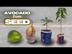 Grow an African Avocado Tree from Seed: The Easiest Method for Beginners!