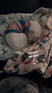 Goodnight🩷 It's been a while fine we posted an adorable Piggy goodnight video. Hope this find you all able to reflect on a meaningful day | Piglet, the deaf blind pink puppy.