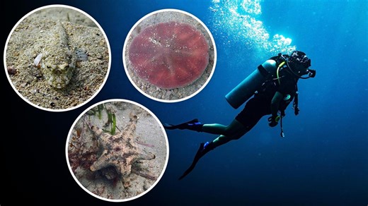 Artificial reefs attracting new marine life