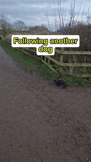 One of the best ways to build calm, confident behaviour on walks 👣🐾 If your dog struggles to focus or reacts when they see other dogs, following a calm dog at a safe distance can be a game changer. It allows your dog to: ✅ Observe without pressure ✅ Learn calm body language ✅ Build confidence and focus in real-world situations Start far enough away that your dog can stay relaxed and engaged with you, then gradually close the distance as they become more comfortable. If you want to learn how to