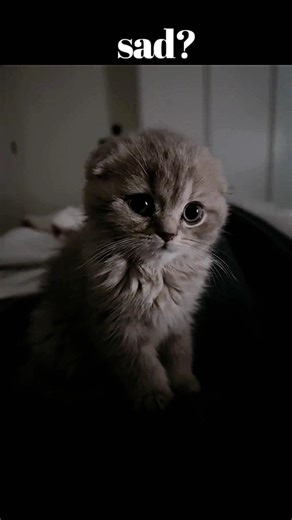 cat are you sad? #sadshorts #sadstory #sadstatus #sad #cat #cats #cutecat #cutecats #kitten