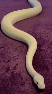 25M views · 340K reactions | The way it moves is so mesmerising  | LADbible | Facebook