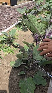 840K views · 838 reactions | Pruning eggplant #gardeningtips #gardentips #garden #eggplant | Kabsat | Facebook