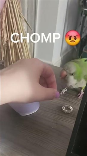 Quaker parrots might look sweet but they are HOOLIGANS