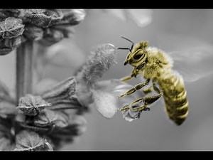 Artificial Bee Colony Intelligence Python Code Simulation