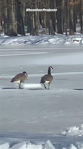 Goose # 8255 #shorts #wildlife #winter