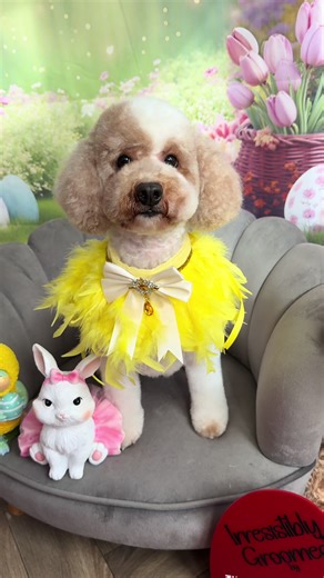 🐾the prettiest girl ever!💛🐣🌼sat so pawfect for her photoshoot📸👏🐾#doggrooming #doggroomer #fyp #cockapoo #teddybear