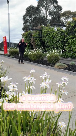 🌿Looking for a plant that keeps commercial spaces looking sharp 𝘸𝘪𝘵𝘩 𝘢𝘭𝘮𝘰𝘴𝘵 𝘻𝘦𝘳𝘰 𝘦𝘧𝘧𝘰𝘳𝘵? 👀🔥𝐃𝐢𝐞𝐭𝐞𝐬 𝐠𝐫𝐚𝐧𝐝𝐢𝐟𝐥𝐨𝐫𝐚 is evergreen, tough as nails, blooms for 𝟲 𝗺𝗼𝗻𝘁𝗵𝘀 𝗼𝗳 𝘁𝗵𝗲 𝘆𝗲𝗮𝗿, and thrives in driveways, tight areas, factories, farms and any busy commercial site — no fuss, no drama, just clean, reliable landscaping. 🙌✨ . 👉Upgrade your business frontage with low-maintenance plants that work as hard as you do — 𝙤𝙣𝙡𝙮 𝙖𝙩 𝙃𝙚𝙡𝙡𝙤 𝙃𝙚𝙡𝙡�