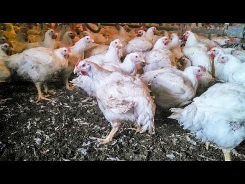This shocking farm video forced change at McDonald's