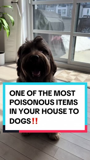 Top 5 Most Poisonous Plants for Dogs: A Must-Know Guide