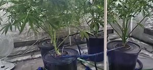 Should I keep defoliating? / I suck at scrogging