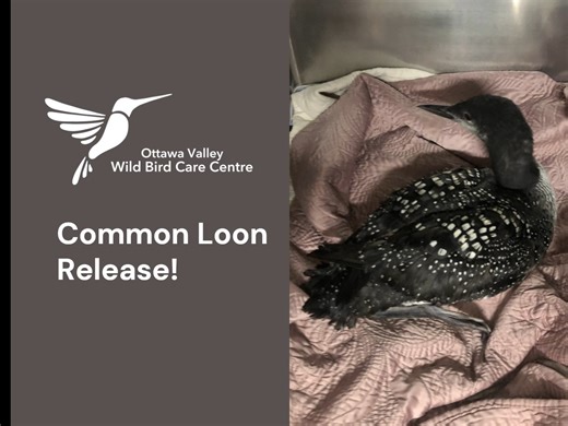 Common Loon Release! 😀 This Common Loon was found on the side of the road, and we are so grateful for the observant and brave rescuers who came to the Loon's aid. Loons are superbly adapted for life in the water. Their legs are set far back on their bodies, and unlike most flying birds, they do not have hollow bones. These features make them powerful swimmers perfect and deep divers with ease. for But these unique adaptations come with a tradeoff: they can't walk on land or take flight from the
