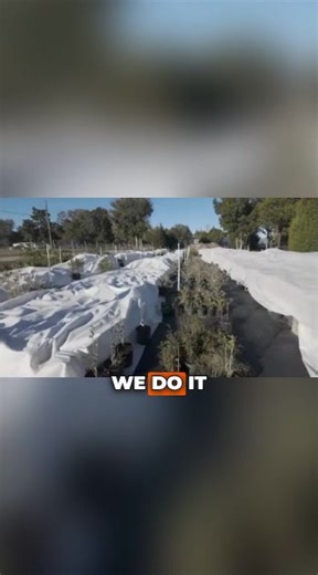 ❄️ CENTRAL FLORIDA COLD SNAP CHECK-IN ❄️ USDA ZONE 9 • SPRING HILL, PASCO COUNTY If your garden felt that cold last night — you’re not alone. We just posted a new YouTube video showing how we’re protecting hundreds of thousands of tropical and subtropical plants here at the nursery as temps dip into the mid-20s. 🌱 In this video, Pete shares: - How we prep for cold snaps down to 26°F - Our proven frost cloth strategy (no heaters, no complex irrigation) - Which plants handle cold better than expe